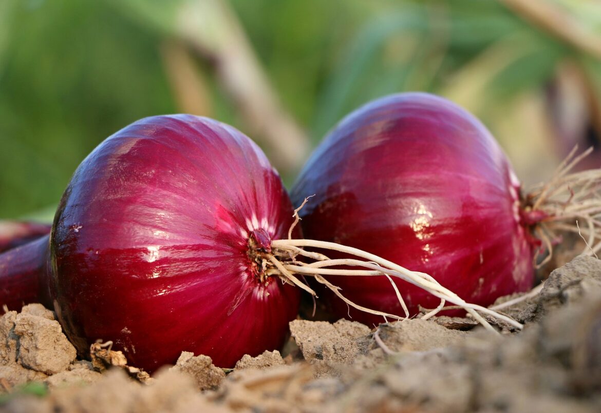 Onion Nutrition Facts and Health Benefits Onion Nutrition Facts and Health Benefits