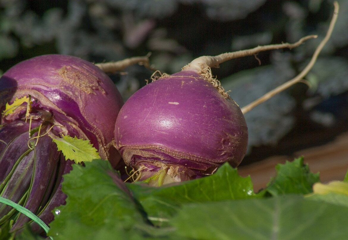 Turnip Nutrition Facts and Health Benefits Turnip Nutrition Facts and Health Benefits
